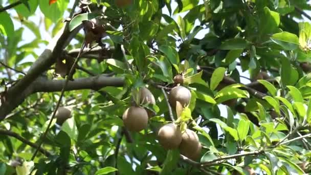 Biancaea Sappan Caesalpinia Sappan Sappanwood Secang Sepang Indián Vörösfenyő Természetes — Stock videók