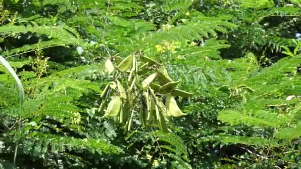 Biancaea Sappan Caesalpinia Sappan Sappanwood Secang Sepang インドのレッドウッド インドネシアのこの植物は 飲料や漢方薬として使用されています — ストック動画