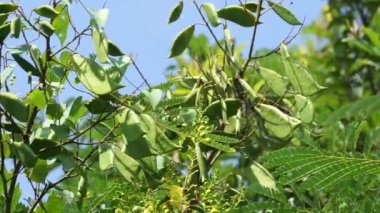 Biancaea sappan (Caesalpinia sappan L., sappanwood, secang, sepang, sepang, Indian redwood) doğal arka planda bulunur. Endonezya 'daki bu bitki içecek ve bitkisel ilaç olarak kullanılır..