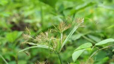 Cyperus rotundus (Hindistan çimi, Java çimi, fındık çimi, mor fındık seti, mor fındık seti, kızıl fındık seti, Khmer kravanh chruk, rumput teki) doğal arka planı ile beslenir. Cyperus rotundus çok yıllık bir bitkidir..
