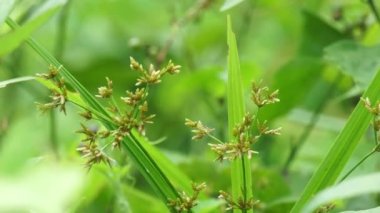 Cyperus rotundus (Hindistan çimi, Java çimi, fındık çimi, mor fındık seti, mor fındık seti, kızıl fındık seti, Khmer kravanh chruk, rumput teki) doğal arka planı ile beslenir. Cyperus rotundus çok yıllık bir bitkidir..