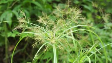 Cyperus rotundus (Hindistan çimi, Java çimi, fındık çimi, mor fındık seti, mor fındık seti, kızıl fındık seti, Khmer kravanh chruk, rumput teki) doğal arka planı ile beslenir. Cyperus rotundus çok yıllık bir bitkidir..