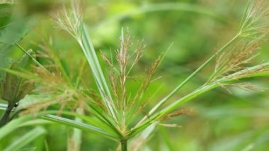 Cyperus rotundus (Hindistan çimi, Java çimi, fındık çimi, mor fındık seti, mor fındık seti, kızıl fındık seti, Khmer kravanh chruk, rumput teki) doğal arka planı ile beslenir. Cyperus rotundus çok yıllık bir bitkidir..