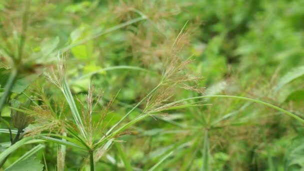 Cyperus Rotundus Kokosová Tráva Tráva Jávy Ořechová Tráva Fialové Ořechy — Stock video