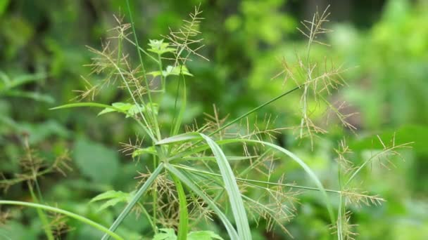 Cyperus Rotundus Coco Grass Java Grass Nut Grass Purple Nut — Vídeos de Stock