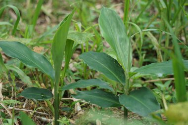 Acı zencefil yaprakları. Zencefil ayrıca Zingiber Zerumbet, awapuhi, şampuan zencefil, lempuyang ve kozalak zencefili olarak da bilinir. Gıda tatlandırıcı ve çeşitli mutfaklarda aperatif olarak kullanılır.