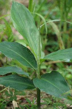 Acı zencefil yaprakları. Zencefil ayrıca Zingiber Zerumbet, awapuhi, şampuan zencefil, lempuyang ve kozalak zencefili olarak da bilinir. Gıda tatlandırıcı ve çeşitli mutfaklarda aperatif olarak kullanılır.