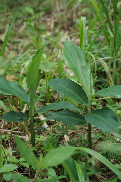 Acı zencefil yaprakları. Zencefil ayrıca Zingiber Zerumbet, awapuhi, şampuan zencefil, lempuyang ve kozalak zencefili olarak da bilinir. Gıda tatlandırıcı ve çeşitli mutfaklarda aperatif olarak kullanılır.
