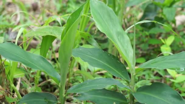 Bitter Ginger Leaves Bitter Ginger Also Called Zingiber Zerumbet Awapuhi — стоковое видео