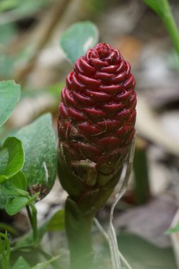 Acı zencefil yaprakları. Zencefil ayrıca Zingiber Zerumbet, awapuhi, şampuan zencefil, lempuyang ve kozalak zencefili olarak da bilinir. Gıda tatlandırıcı ve çeşitli mutfaklarda aperatif olarak kullanılır.