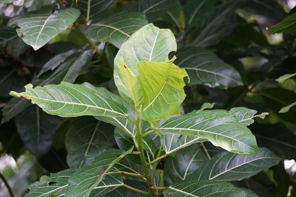 Ficus Septica Awar Awar Bar Abar Ciyat Bobulutu Tagalolo Tobo —  Fotos de Stock