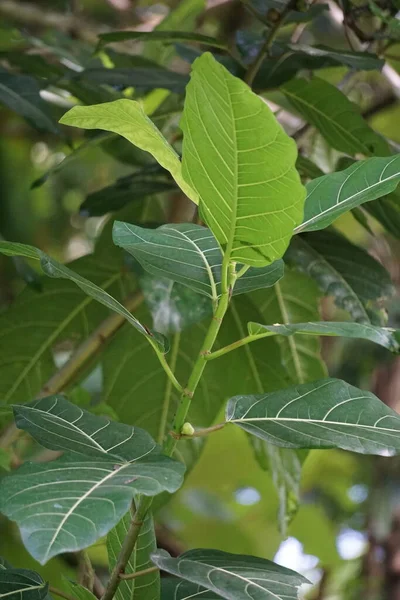 Ficus Septica Awar Awar Bar Abar Ciyat Bobulutu Tagalolo Tobo — Stok fotoğraf