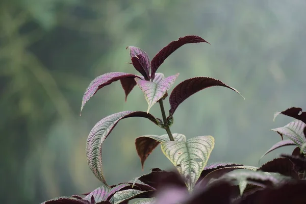 Strobilanthes Dyeriana Also Called Persian Shield Royal Purple Plant Natural — стоковое фото