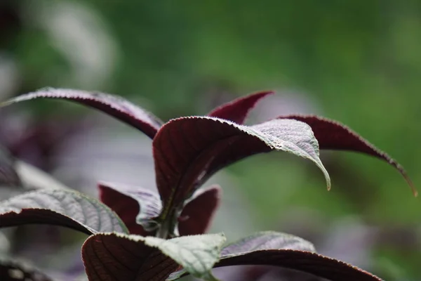 Strobilanthes Dyeriana Also Called Persian Shield Royal Purple Plant Natural — Fotografia de Stock
