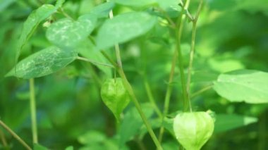 Physalis angulata (ceplukan, ciplukan, kabuklu domates, yer kirazı, physalis peruviana, İnka üzümü, Cape bektaşi üzümü, poha üzümü, altın böğürtlen) ilaç veya meyve için yararlı olan tropikal bitki