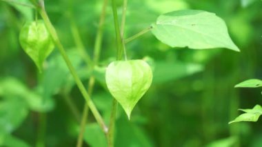 Physalis angulata (ceplukan, ciplukan, kabuklu domates, yer kirazı, physalis peruviana, İnka üzümü, Cape bektaşi üzümü, poha üzümü, altın böğürtlen) ilaç veya meyve için yararlı olan tropikal bitki