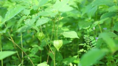 Physalis angulata (ceplukan, ciplukan, kabuklu domates, yer kirazı, physalis peruviana, İnka üzümü, Cape bektaşi üzümü, poha üzümü, altın böğürtlen) ilaç veya meyve için yararlı olan tropikal bitki