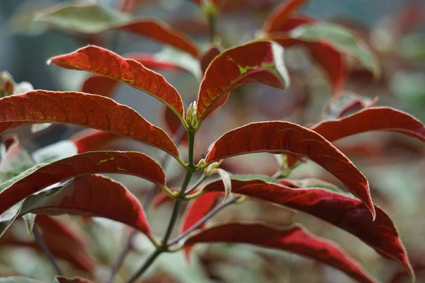 Excoecaria Cochinchinensis Chinesischer Schrittmacher Blindheitsbaum Buta Buta Dschungelfeuerpflanze Sambang Darah — Stockfoto