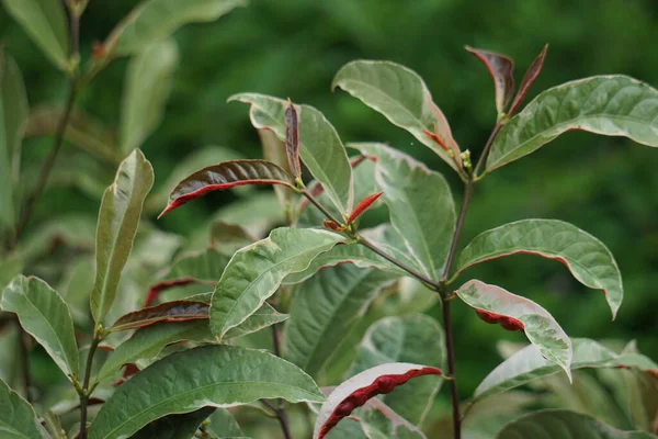 Excoecaria Cochinchinensis Croton Chinois Arbre Cécité Buta Buta Plante Feu — Photo