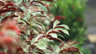 Excoecaria cochinchinensis (Çin croton, körlük ağacı, buta buta, orman yangını, Sambang darah) yaprakları. Bu bitki yendiğinde ve bitkisel ilaçlarda mide ülserini tedavi etmek için kullanıldığında zehirlidir.