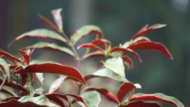 Excoecaria Cochinchinensis Chinese Croton Blindness Tree Buta Buta Jungle Fire — Video Stock