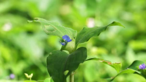 Commelina Diffusa Also Called Climbing Dayflower Spreading Dayflower Natural Background — Video Stock