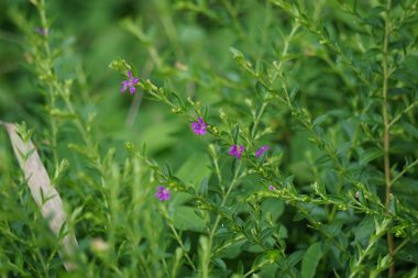 Cuphea hyssopifolia (ayrıca sahte kenevir, Meksika keneviri, Hawaii keneviri, elf bitkisi olarak da bilinir) doğal bir arka planı vardır.