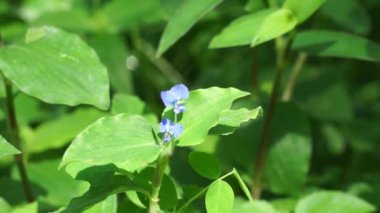 Commelina diffusa (also called climbing dayflower or spreading dayflower) with a natural background