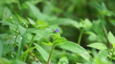 Commelina diffusa (also called climbing dayflower or spreading dayflower) with a natural background