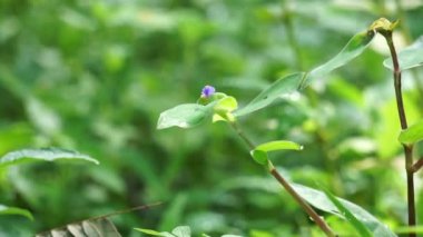 Commelina diffusa (also called climbing dayflower or spreading dayflower) with a natural background
