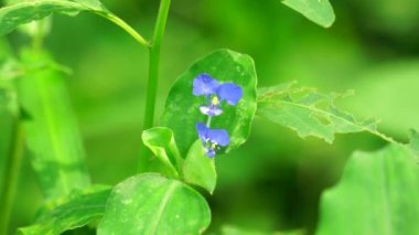 Commelina diffusa (also called climbing dayflower or spreading dayflower) with a natural background