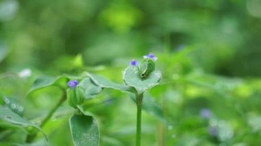 Commelina diffusa (also called climbing dayflower or spreading dayflower) with a natural background