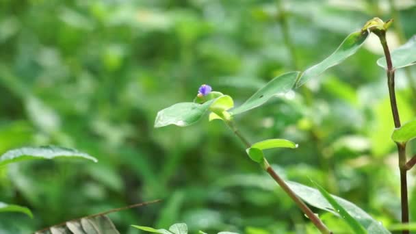 Commelina diferusa (ayrıca dağcı gündüz çiçeği olarak da bilinir) doğal bir arka plana sahiptir.