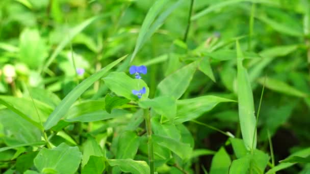 Commelina Diffusa Also Called Climbing Dayflower Spreading Dayflower Natural Background — Wideo stockowe