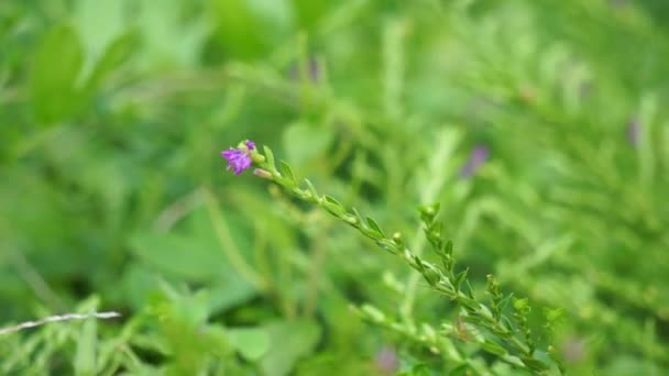 Cuphea Hyssopifolia Ayrıca Sahte Kenevir Meksika Keneviri Hawaii Keneviri Elf — Stok video