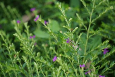 Cuphea hyssopifolia (ayrıca sahte kenevir, Meksika keneviri, Hawaii keneviri, elf bitkisi olarak da bilinir) doğal bir arka planı vardır.