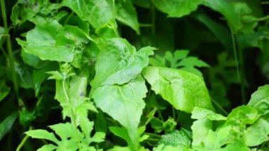 Mikania micrantha (ayrıca Asteraceae, acı sarmaşık, kenevir sarmaşığı, Amerikan ipi, dakikada mil (mil / dakika), Japon lotası olarak da bilinir) doğal bir geçmişi vardır.