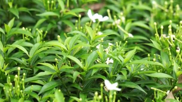 Gardenia Jasminoides Ονομάζεται Επίσης Γαρδένια Ακρωτήριο Γιασεμί Ακρωτήριο Jessamine Danh — Αρχείο Βίντεο