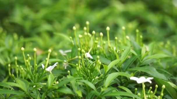 具有自然背景的加德尼亚茉莉花 又称园艺花 茉莉花 茉莉花 茉莉花 这种植物在中药中被用来排水 — 图库视频影像