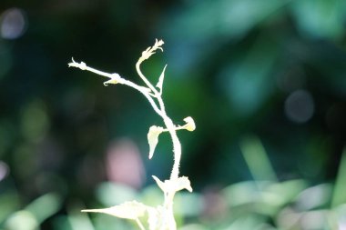 Mikania micrantha (ayrıca Asteraceae, acı sarmaşık, kenevir sarmaşığı, Amerikan ipi, dakikada mil (mil / dakika), Japon lotası olarak da bilinir) doğal bir geçmişi vardır.