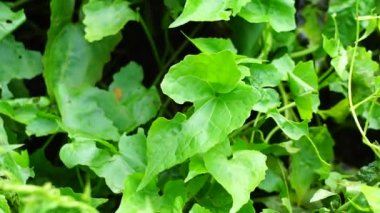 Mikania micrantha (ayrıca Asteraceae, acı sarmaşık, kenevir sarmaşığı, Amerikan ipi, dakikada mil (mil / dakika), Japon lotası olarak da bilinir) doğal bir geçmişi vardır.
