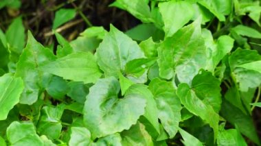 Mikania micrantha (ayrıca Asteraceae, acı sarmaşık, kenevir sarmaşığı, Amerikan ipi, dakikada mil (mil / dakika), Japon lotası olarak da bilinir) doğal bir geçmişi vardır.