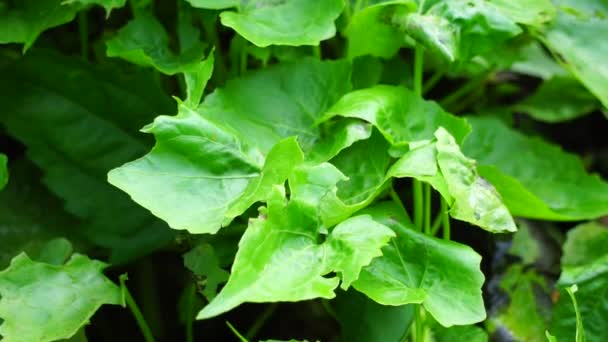 Mikania Micrantha Também Chamada Asteraceae Videira Amarga Trepadeira Cânhamo Corda — Vídeo de Stock