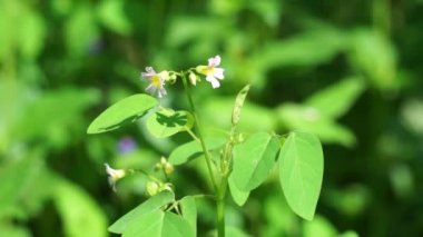 oxallis barrelieri (Calincing) with a natural background. Indonesain call it calincing or blimbing-blimbingan