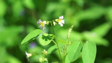 oxallis barrelieri (Calincing) with a natural background. Indonesain call it calincing or blimbing-blimbingan