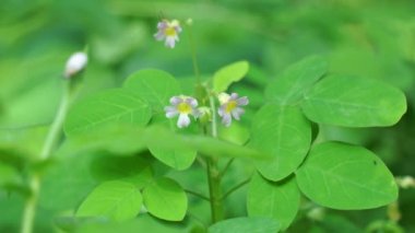 oxallis barrelieri (Calincing) with a natural background. Indonesain call it calincing or blimbing-blimbingan