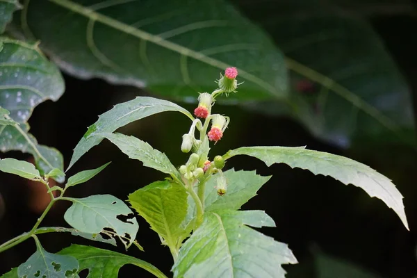 Crassocephalum Crepidioides También Llamado Leña Ebolo Cabeza Gruesa Hojas Girasol —  Fotos de Stock