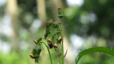 crassocephalum crepidioides (ayrıca ateş otu, ebolo, kalın kafa, kızıl çiçek ragleaf, sintrong, sentrong olarak da bilinir). Etli, sümüksü yaprakları ve sapları sebze gibi yenir..
