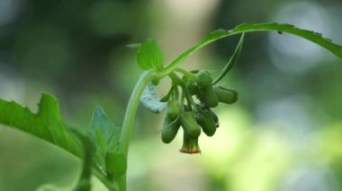 crassocephalum crepidioides (ayrıca ateş otu, ebolo, kalın kafa, kızıl çiçek ragleaf, sintrong, sentrong olarak da bilinir). Etli, sümüksü yaprakları ve sapları sebze gibi yenir..