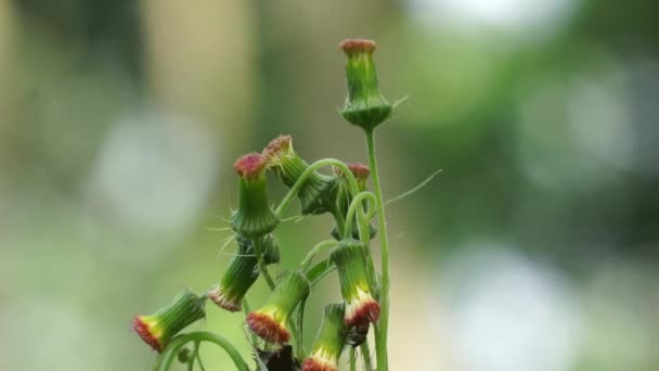 Crassocephalum Crepidioides Zwane Również Fireweed Ebolo Thickhead Redflower Ragleaf Sintrong — Wideo stockowe